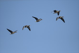Greater white-fronted goose (Anser albifrons), flying group of geese, in front of a blue sky,