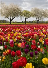 Splendid mixture on the tulip field in front of blossoming fruit trees, Grevenbroich, Lower Rhine,