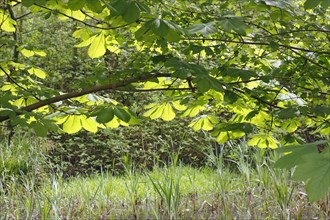 Horse-chestnut (Aesculus hippocastanum) backlit, North Rhine-Westphalia, Germany, Europe