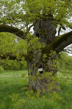 Leaf development in spring at the Breit Eich natural monument, oak, Methuselah, old man, tree,