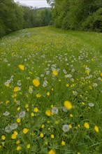 Flower meadow in the Swabian-Franconian Forest nature park Park, dandelion, Buttercup, spring, May,