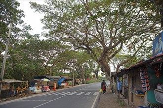 Main road in Kavanattinkara, Backwaters, Kerala, India, Asia