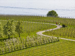 Blossoming landscape in spring, orchards and vineyards, aerial view, cycle tour along winding cycle