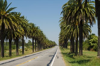 Beautiful view of the Canary palm road (Phoenix canariensis Hort. ex Chabaud), located on the road