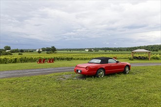 Agriculture, parked red car in vineyard, Province of Quebec, Canada, North America