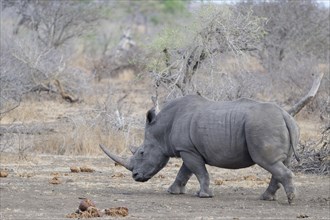 Southern white rhinoceros (Ceratotherium simum simum), adult female walking, with a red-billed