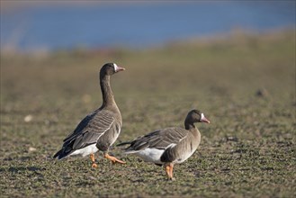 Greater white-fronted goose (Anser albifrons), two adult birds, Bislicher Insel, Xanten, Lower