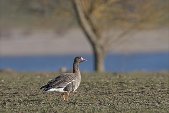 Greater white-fronted goose (Anser albifrons), adult bird, Bislicher Insel, Xanten, Lower Rhine,