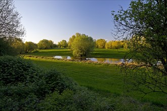 Nature reserve Uedesheimer Rheinaue in the evening light, Neuss, Lower Rhine, North