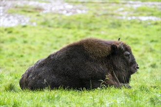 Bison lying in the meadow, Vulkaneifel, Rhineland-Palatinate, Germany, Europe