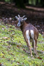 Mouflon (Ovis-gmelini) standing at the edge of the forest, Vulkaneifel, Rhineland-Palatinate,