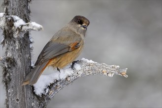Siberian jay (Perisoreus infaustus), in the snow, Kaamanen, Finland, Europe
