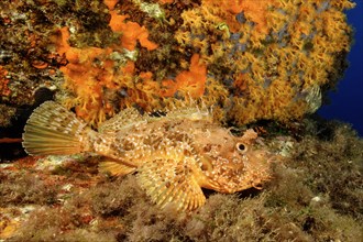 Red scorpionfish (Scorpaena scrofa) spreading all fins lying on ledge waiting for prey, behind reef