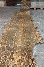 Boa Snake skin, Sanliurfa bazaar, Turkey, Asia