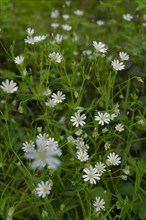 Stitchwort (Stellaria) in the Streifleswald, Swabian-Franconian Forest Nature Park, spring, April,