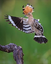Hoopoe (Upupa epops) flying, approaching, landing on Grape vine, Bird of the Year 2022, with