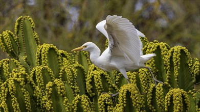 Cattle egret (Bubulcus ibis) on cactus hunting for flies, foraging, hunting, flowering cacti,