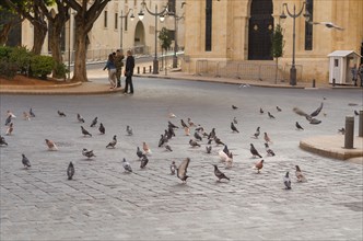 Beirut, Lebanon, April 03, 2017: Several doves in downtown Beirut Lebanon, urban pest, Asia