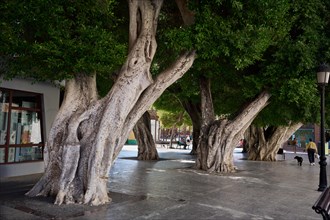 Old, massive trees in the Plaza de la Constitucion, gajumaru (Ficus microcarpa), also known as