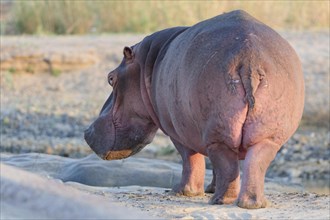 Hippopotamus (Hippopotamus amphibius), adult, standing in the bed of the Olifants River, morning