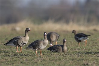 Greater white-fronted goose (Anser albifrons), group of adult birds, Bislicher Insel, Xanten, Lower