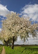 Path with blossoming fruit trees in spring, cultivated landscape, Grevenbroich, Lower Rhine, North