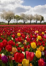 Splendid mixture on the tulip field in front of blossoming fruit trees, Grevenbroich, Lower Rhine,