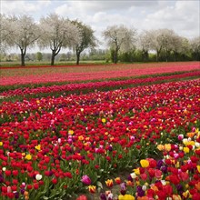 Tulip field in front of blossoming fruit trees, Grevenbroich, Lower Rhine, North Rhine-Westphalia,