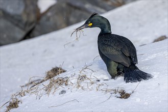 Common shag (Phalacrocorax aristotelis), collects nesting material, feathers, winter, in the snow,