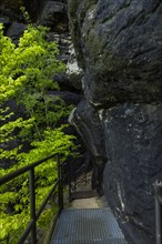 The Lilienstein is the most striking and best-known rock in the Elbe Sandstone Mountains. Rock