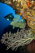 Diver dives swims under rock overhang viewed from rock reef illuminated False Black coral (Savalia