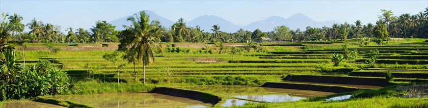 A terraced rice field in Bali, Indonesia, Bali, Indonesia, Asia