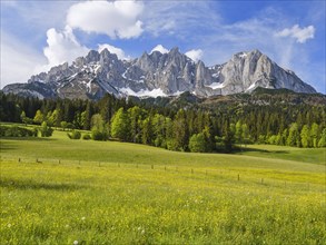 Wilder Kaiser in spring, trees, flower meadow, blue sky, Going am Wilden Kaiser, Tyrol, Austria,