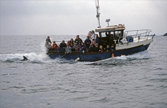 Dolphin tour, Dolphin, fin, people, tour boat, Dolphin, Dolphin Peninsula, Republic of Ireland,