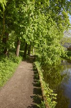 Chestnut tree (Castanea) at the castle moat with path in Husum, district of Nordfriesland,