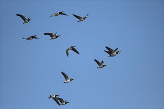 Barnacle goose (Branta leucopsis), group of geese in flight, in front of a blue sky, Bislicher