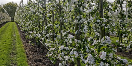 Apple blossom, low-stemmed fruit variety in monoculture, orchard, Neuss, Lower Rhine, North