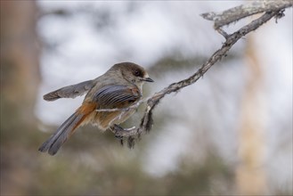 Siberian jay (Perisoreus infaustus), in the snow, Kaamanen, Finland, Europe