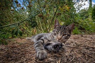 Playful cat, Smaland, Sweden, Europe