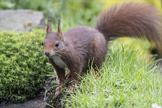 Eurasian red squirrel (Sciurus vulgaris), Emsland, Lower Saxony, Germany, Europe