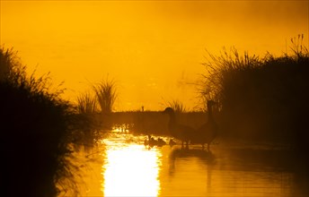 Greylag geese (Anser anser), gosling, morning mood, sunlight, backlight, water, Lower Austria