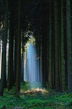 Coniferous forest with streaks of light, backlight