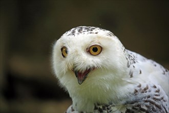 Snowy owl (Bubo scandiacus)