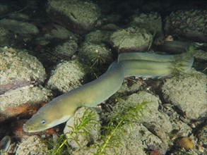 A European eel (Anguilla anguilla) lies quietly camouflaged between stones and aquatic plants. Dive