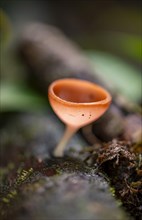 Small orange-coloured mushroom (Cookeina speciosa), growing on a tree trunk, Tortuguero National