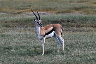 Thomson's Gazelle (Eudorcas thomsonii), standing in grass, Ngorongoro Crater, Ngorongoro