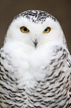 Snowy owl (Bubo scandiacus, Nyctea scandiaca), female, portrait, captive, North Rhine-Westphalia,