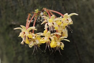 Cocoa tree (Theobroma cacao), flowers on the tree