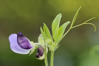 Sweet pea (Lathyrus odoratus), flower, ornamental plant, North Rhine-Westphalia, Germany, Europe