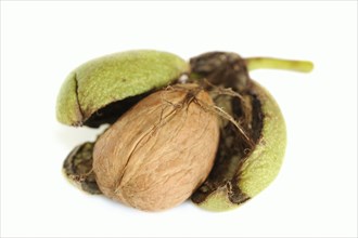 Persian walnut (Juglans regia), walnut on a white background